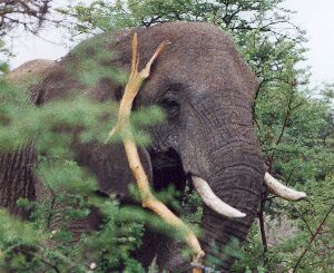 click it bigger